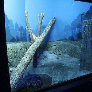 Jul. 2016 - Night Hunters - Burmese Python Exhibit