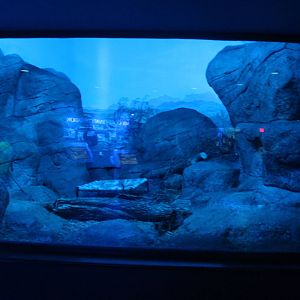 Jul. 2016 - Night Hunters - Banded Palm Civet Exhibit (Former Bat-eared Fox