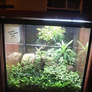 Jul. 2016 - Indonesian Rainforest - Oriental Fire-bellied Toad Exhibit