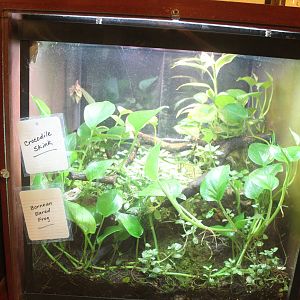 Jul. 2016 - Indonesian Rainforest - Crocodile Skink + Bornean Eared Frog Ex