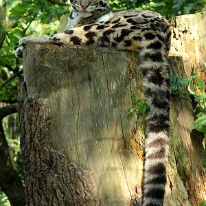 Clouded Leopard - 23rd July 2016