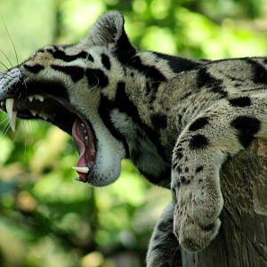 Clouded Leopard - 23rd July 2016