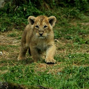Asiatic Lion Cub - 23rd July 2016