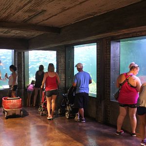 Jul. 2016 - The Reef - Main Tank (4 Species)