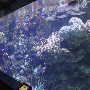 Jul. 2016 - The Reef - Tropical Fish Tank (33 Species)