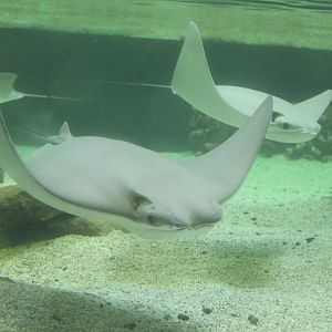 Jul. 2016 - Singray Bay (New)