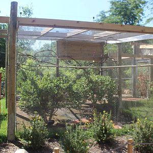 Jul. 2016 - Australian Adventure - Galah + Maned Duck Exhibit