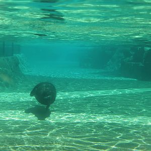 Jul. 2016 - Zoo Central - Sea Lion Exhibit
