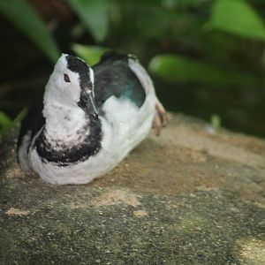 Jul. 2016 - Indonesian Rain forest - Jungle Dome - ID Help