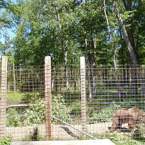 7/13/2016 - Eurasian Brown Bear Habitat