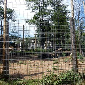 7/13/2016 - Barbary Lion Exhibit
