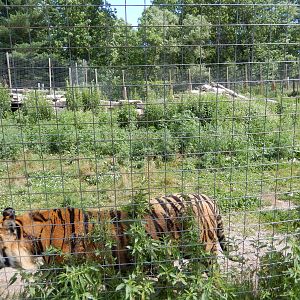 7/13/2016 - Bengal Tiger Habitat #1