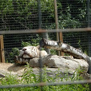 7/13/2016 - White Tiger