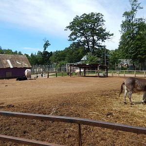 7/13/2016 - Domestics Yard