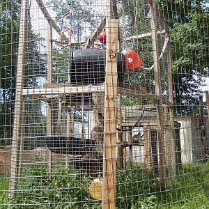 7/13/2016 - Ring-tailed Lemur Cage