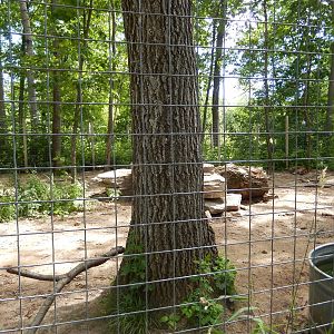 7/13/2016 - Spotted Hyena Exhibit #2 (Front View)