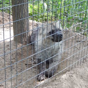 7/13/2016 - Spotted Hyena