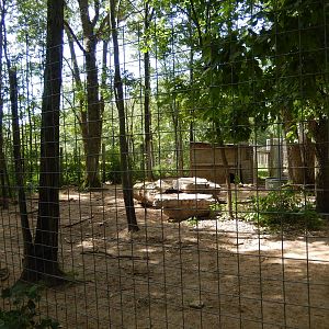 7/13/2016 - Spotted Hyena Exhibit #2 (Side View)