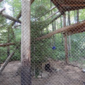 7/13/2016 - Carpathian Lynx Exhibit