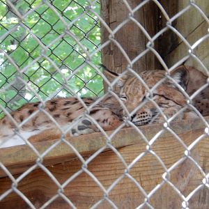 7/13/2016 - Carpathian Lynx