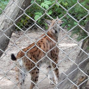 7/13/2016 - Carpathian Lynx