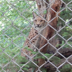7/13/2016 - Carpathian Lynx