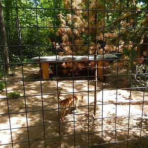 7/13/2016 - Dingo Exhibit #1