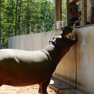 7/13/2016 - Hippo Feeding
