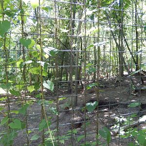 7/13/2016 - Coyote Habitat