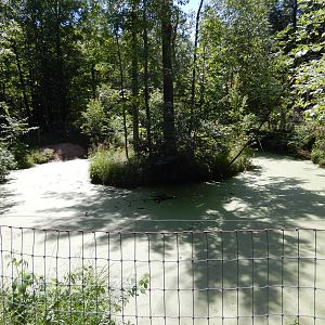 7/13/2016 - American Alligator Swamp