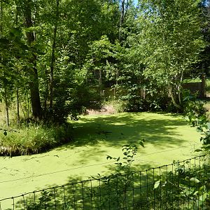 7/13/2016 - American Alligator Swamp