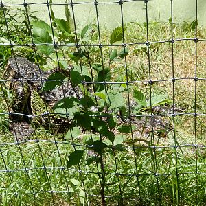 7/13/2016 - American Alligator