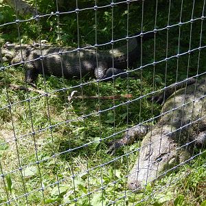 7/13/2016 - American Alligators