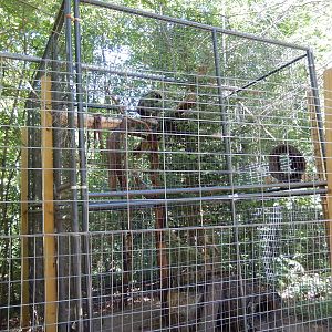 7/13/2016 - North American Porcupine Cage