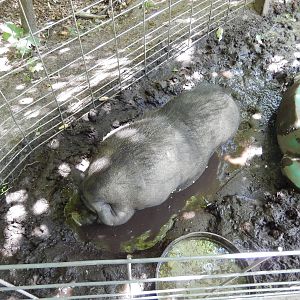 7/13/2016 - Pot-Bellied Pig