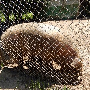 7/13/2016 - Pig - Gigantic!