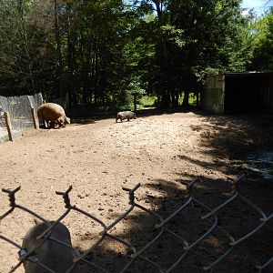 7/13/2016 - Pig Pen