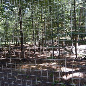 7/13/2016 - Wolf Habitat #3