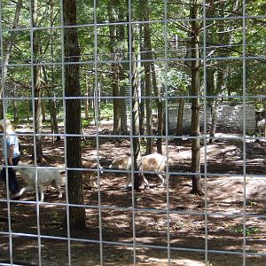 7/13/2016 - Wolf Chat