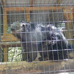 7/13/2016 - Binturong