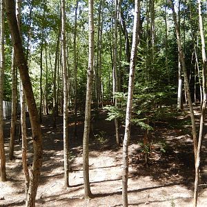 7/13/2016 - White-Tailed Deer Habitat