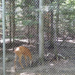 7/13/2016 - White-Tailed Deer Habitat