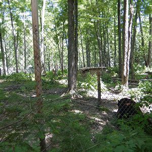 7/13/2016 - American Black Bear Habitat