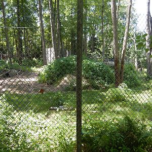 7/13/2016 - American Black Bear Habitat