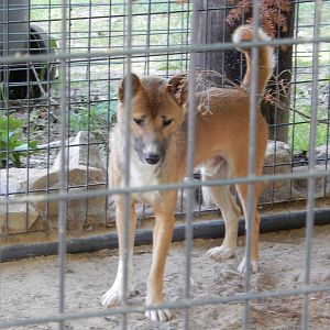 7/13/2016 - Dingo or New Guinea Singing Dog?