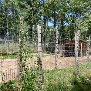 7/13/2016 - Dromedary Camel Yard