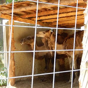 7/13/2016 - Dromedary Camels