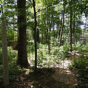 7/13/2016 - Striped Hyena Habitat