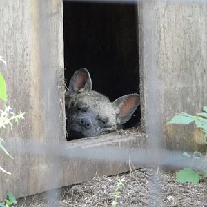7/13/2016 - Striped Hyena
