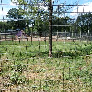 7/13/2016 - Barbary Lion Habitat